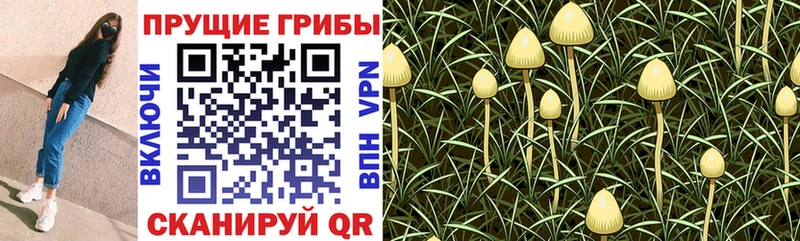 Галлюциногенные грибы MAGIC MUSHROOMS  наркошоп  Энем 
